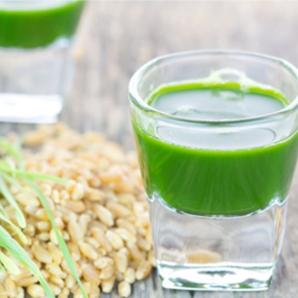 The HUGE Difference Between Wheat and Wheatgrass