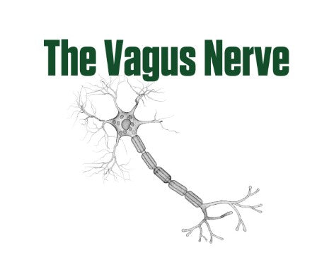 The Vagus Nerve