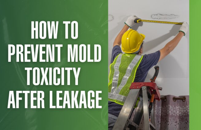 How to prevent mold toxicity after water leakage or a hurricane